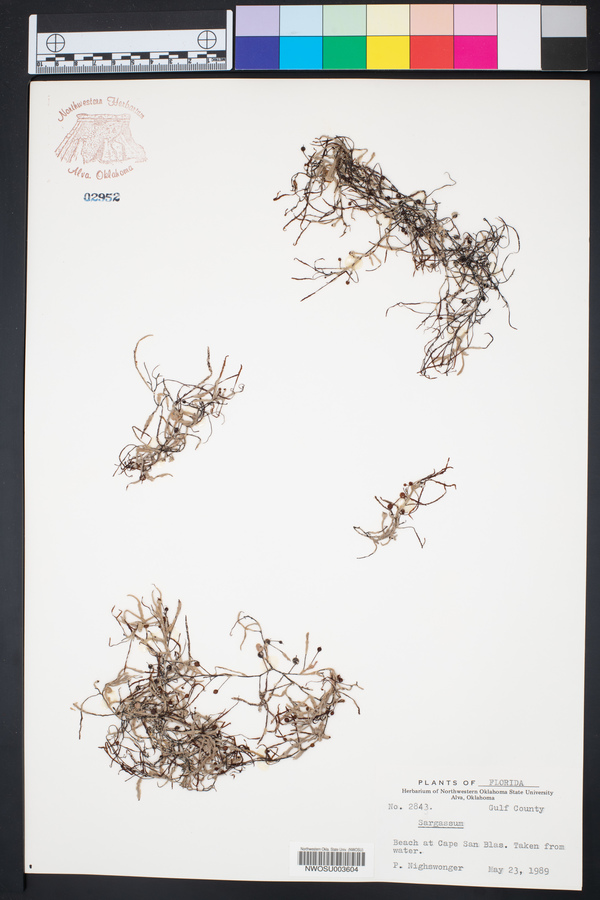 Sargassum image