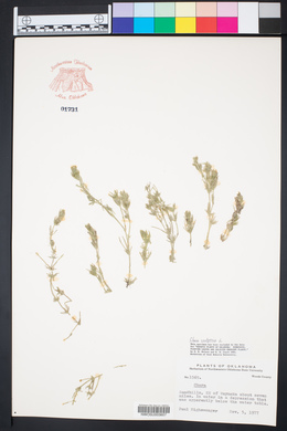 Chara vulgaris image