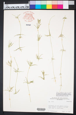 Chara zeylanica image