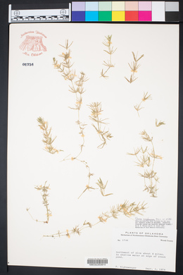 Chara zeylanica image