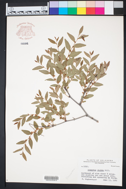 Ziziphus jujuba image