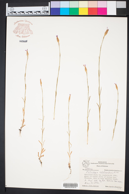 Petrorhagia dubia image