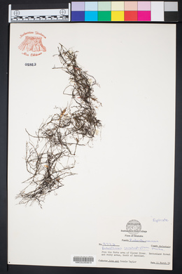 Podostemum ceratophyllum image