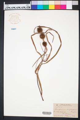 Sparganium eurycarpum image