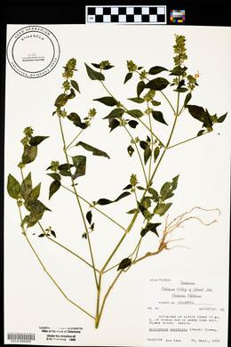 Dicliptera brachiata image