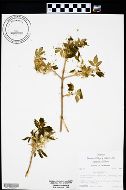 Acer negundo var. interius image