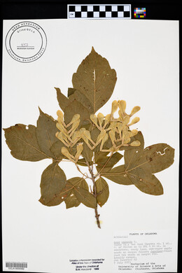 Acer negundo var. interius image