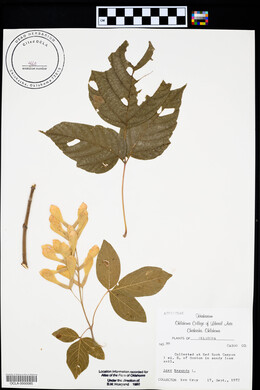 Acer negundo var. interius image