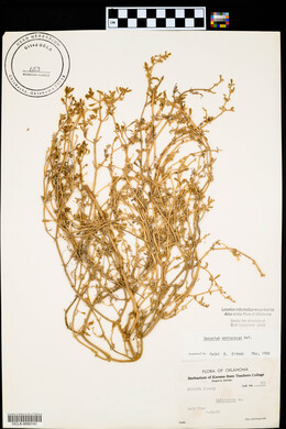 Sesuvium verrucosum image