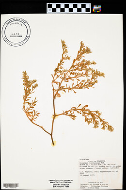 Sesuvium verrucosum image