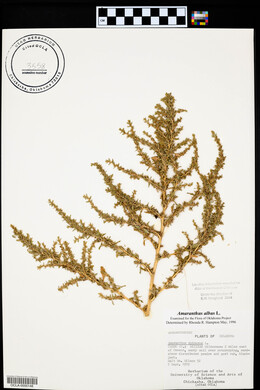 Amaranthus albus image