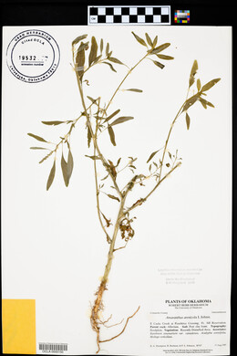 Amaranthus arenicola image