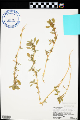 Amaranthus arenicola image