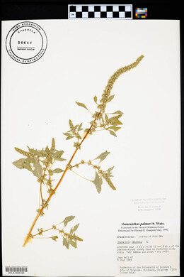 Amaranthus palmeri image