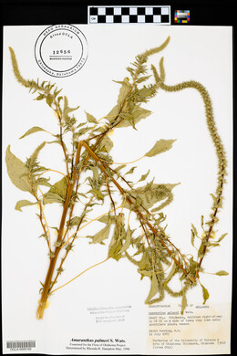 Amaranthus palmeri image