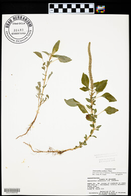 Amaranthus palmeri image