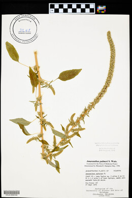 Amaranthus palmeri image