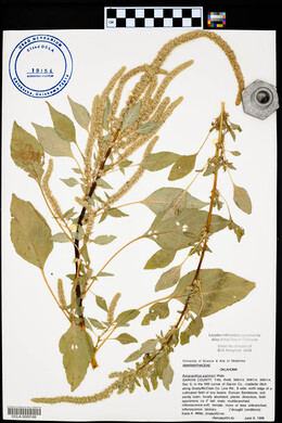 Amaranthus palmeri image