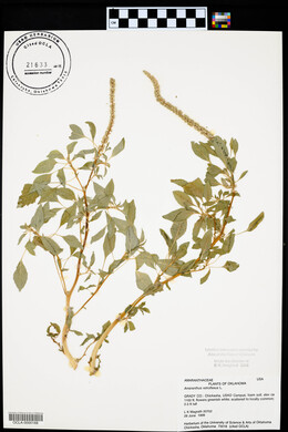 Amaranthus retroflexus image