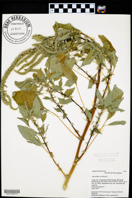 Amaranthus retroflexus image