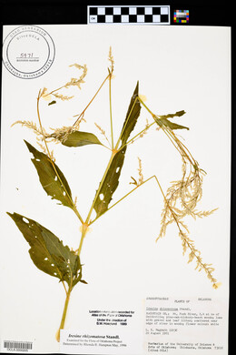 Iresine rhizomatosa image