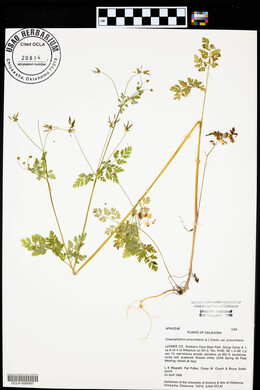 Chaerophyllum procumbens var. procumbens image