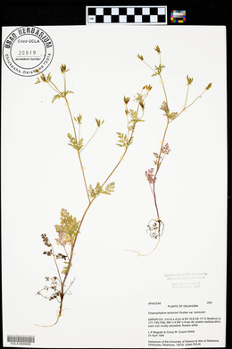 Chaerophyllum tainturieri var. tainturieri image