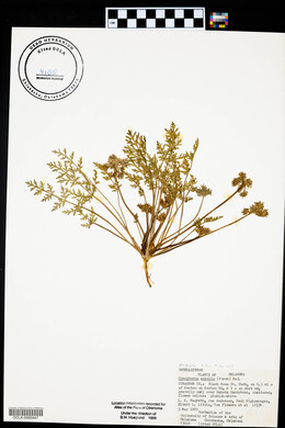 Cymopterus glomeratus image