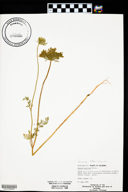 Daucus pusillus image