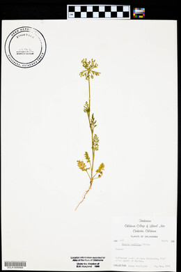 Daucus pusillus image