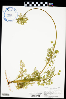 Daucus pusillus image