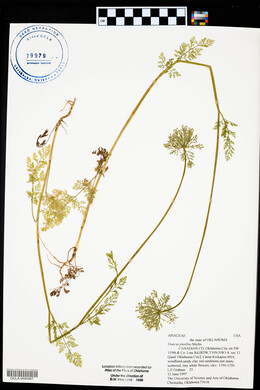 Daucus pusillus image