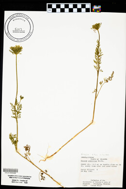 Daucus pusillus image