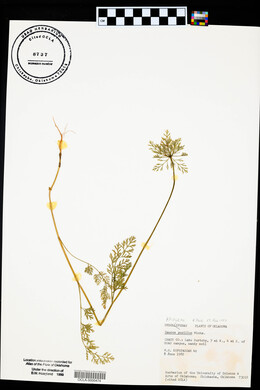 Daucus pusillus image