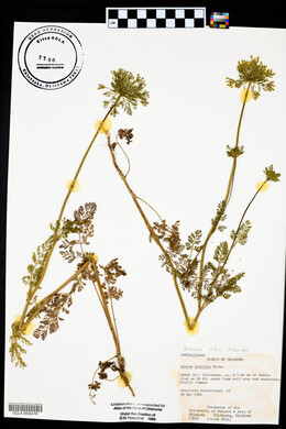 Daucus pusillus image