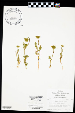 Daucus pusillus image