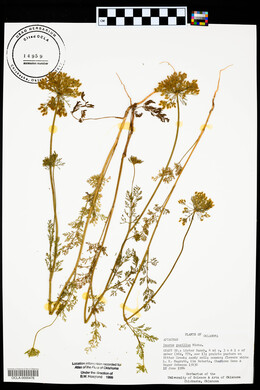 Daucus pusillus image