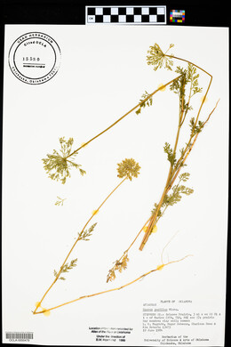 Daucus pusillus image