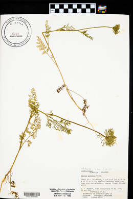 Daucus pusillus image