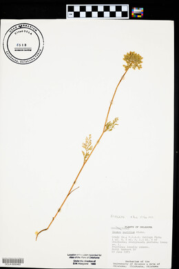 Daucus pusillus image