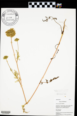 Daucus pusillus image