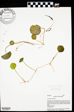 Hydrocotyle umbellata image