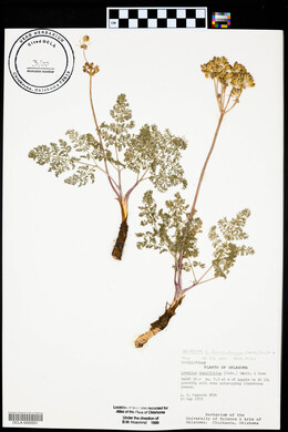 Lomatium foeniculaceum image