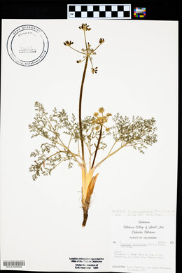 Lomatium foeniculaceum image