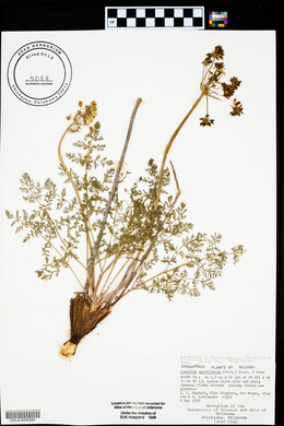 Lomatium foeniculaceum image