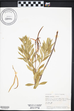 Amsonia illustris image