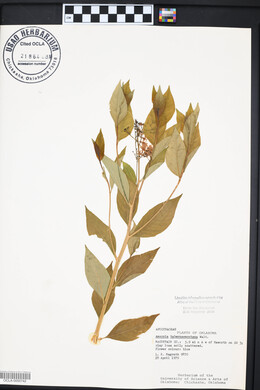 Amsonia tabernaemontana image