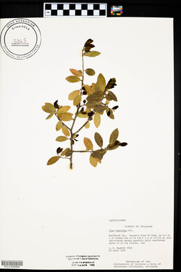 Ilex vomitoria image