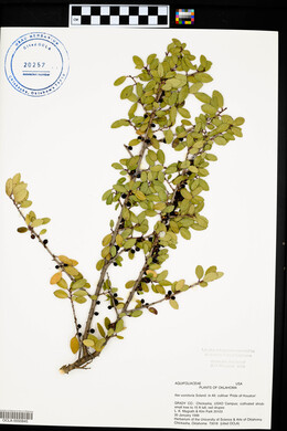 Ilex vomitoria image