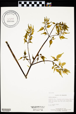 Aralia spinosa image